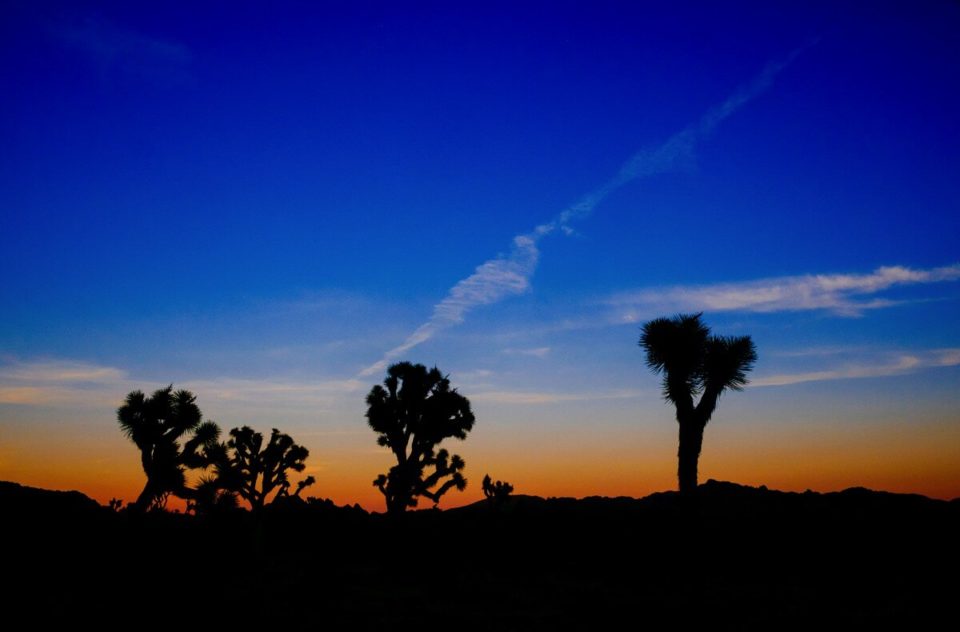 Sunset In Joshua Tree, CA