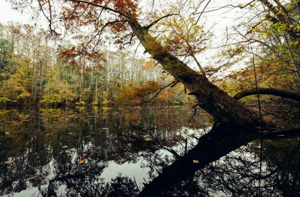 Congaree National Park, SC